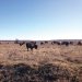 American buffalo