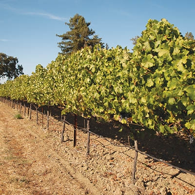 Matthiasson vineyard in Napa, CA