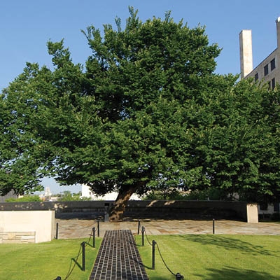 Survivor Tree at the Oklahoma City National Memorial & Museum // COURTESY