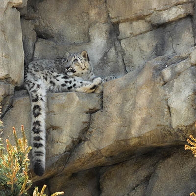 A snow leopard at Tulsa Zoo