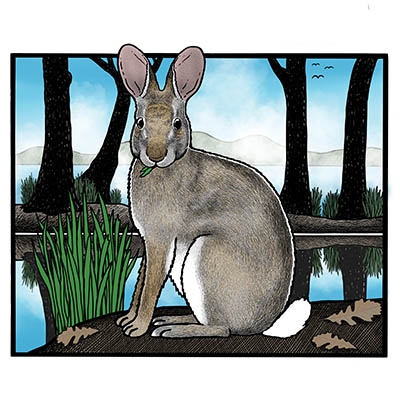 The “charismatic” swamp rabbit (Sylvilagus aquaticus) can be found in portions of eastern Oklahoma