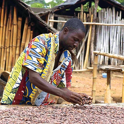 A man lays cacao beans out to dry