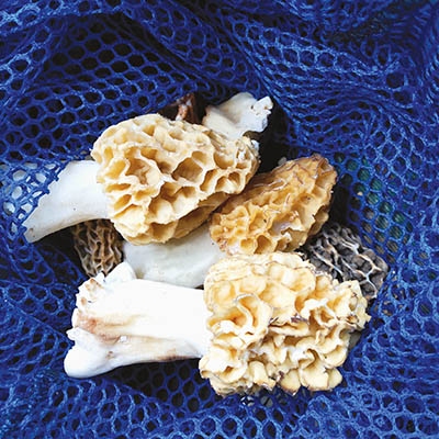 Spring 2018 morel haul