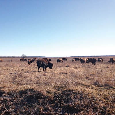 American Bison graze on the Tallgrass Prairie near Pawhuska 